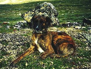 Lurcherh�ndin Kira